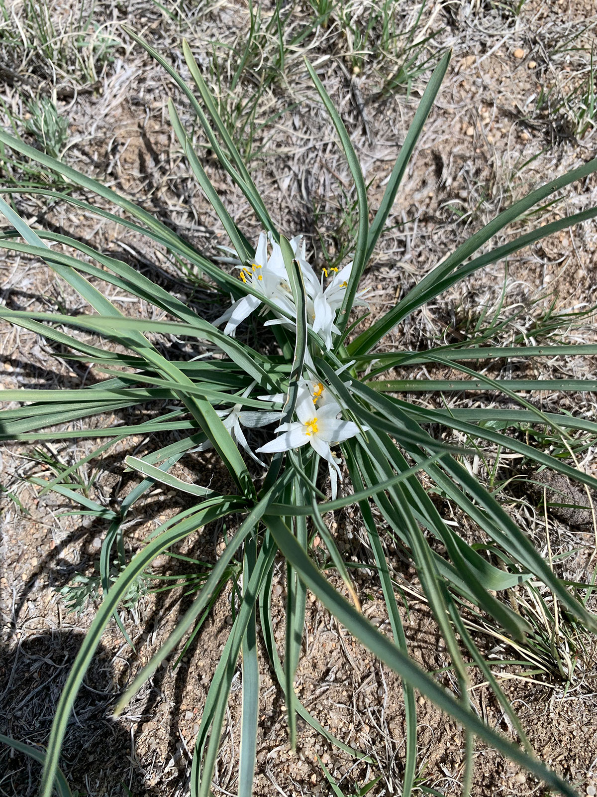 Desert Flower