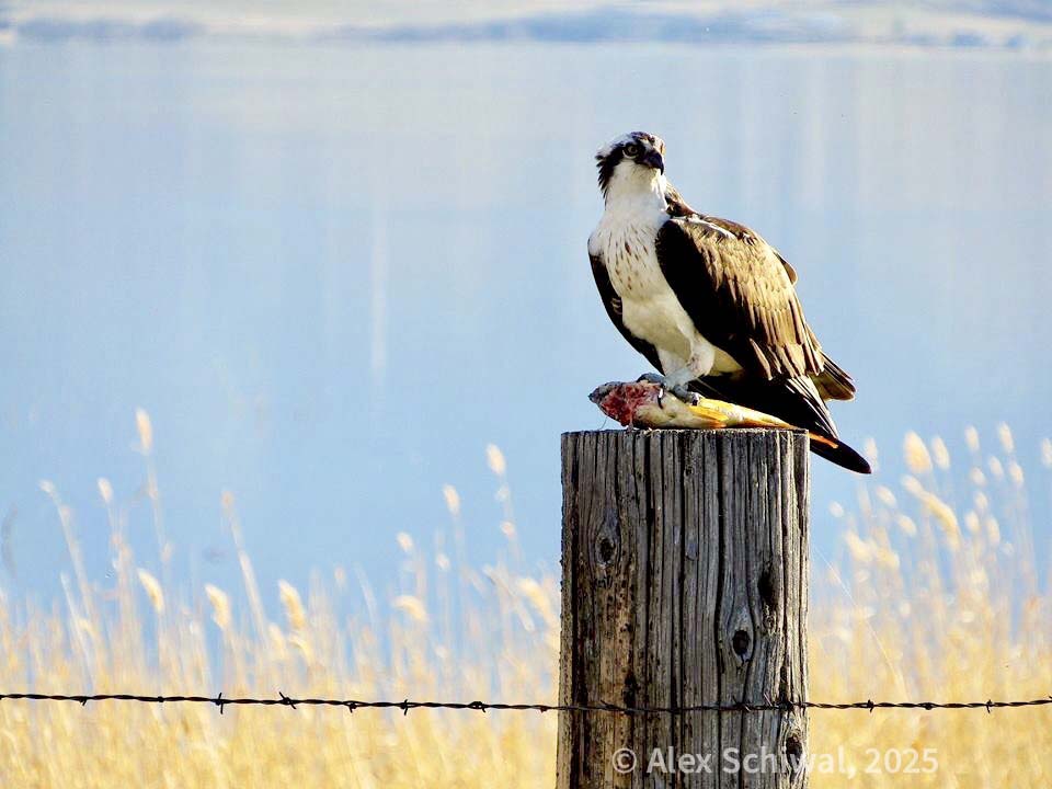 an osprey-- large bird with dark wings and a stripe across its face-- and a white belly and head sitting on a fencepost on top of a fish that it is holding in its talons