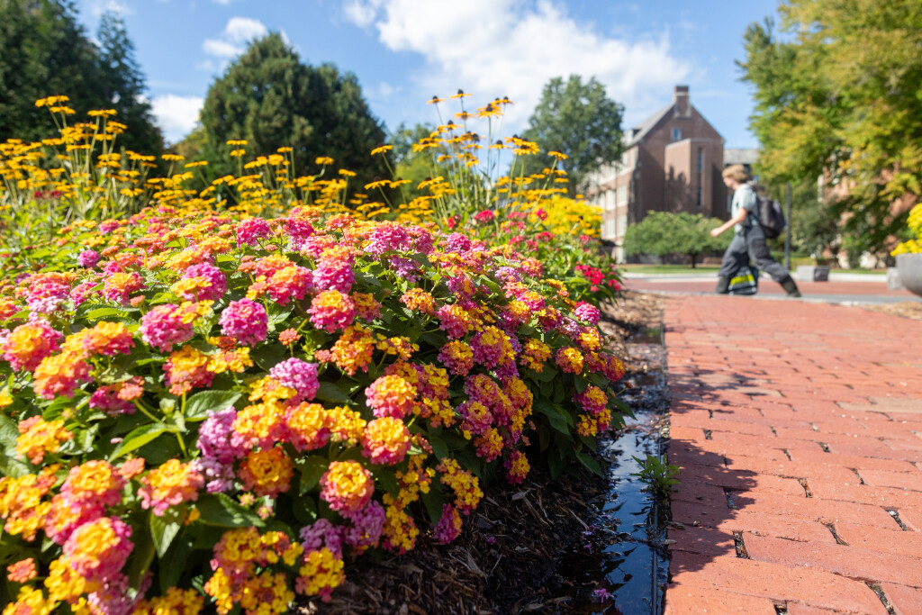 Fall foliage begins to show near Wilbur Cross on Tuesday, Sept. 8, 2026. (Sydney Herdle/UConn Photo)