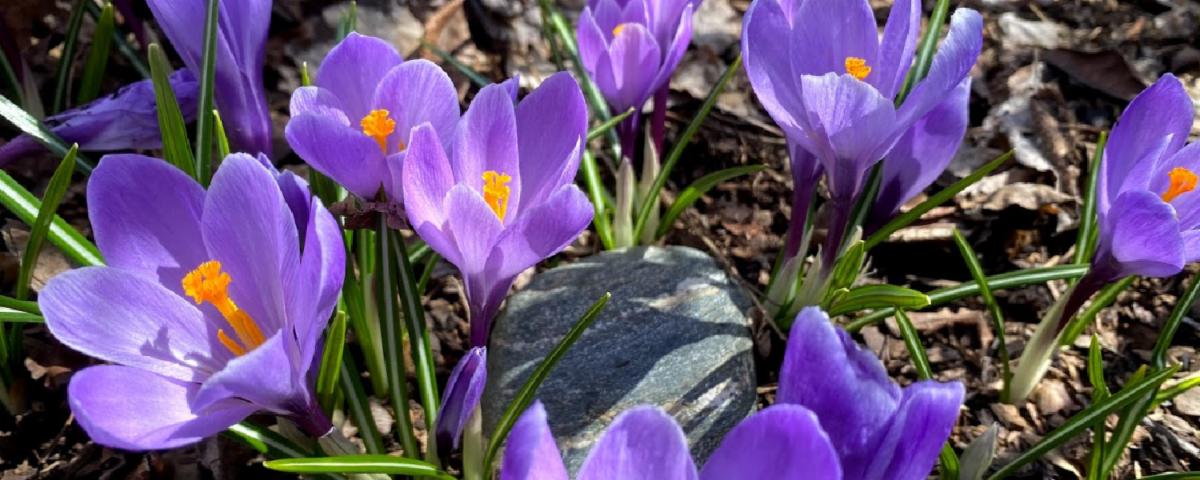 Blooming purple crocus in the springtime.