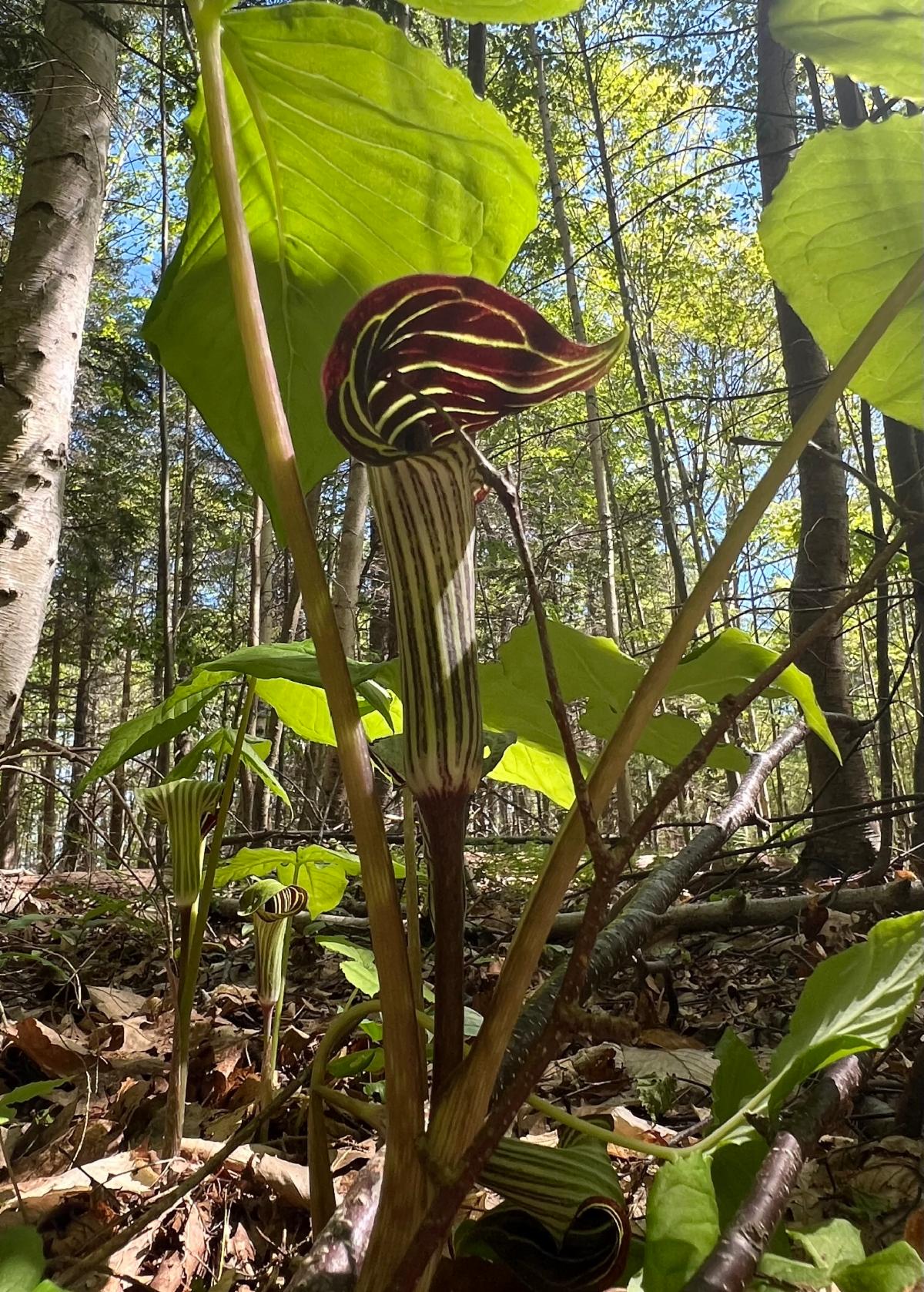 Jack-in-the-Pulpit