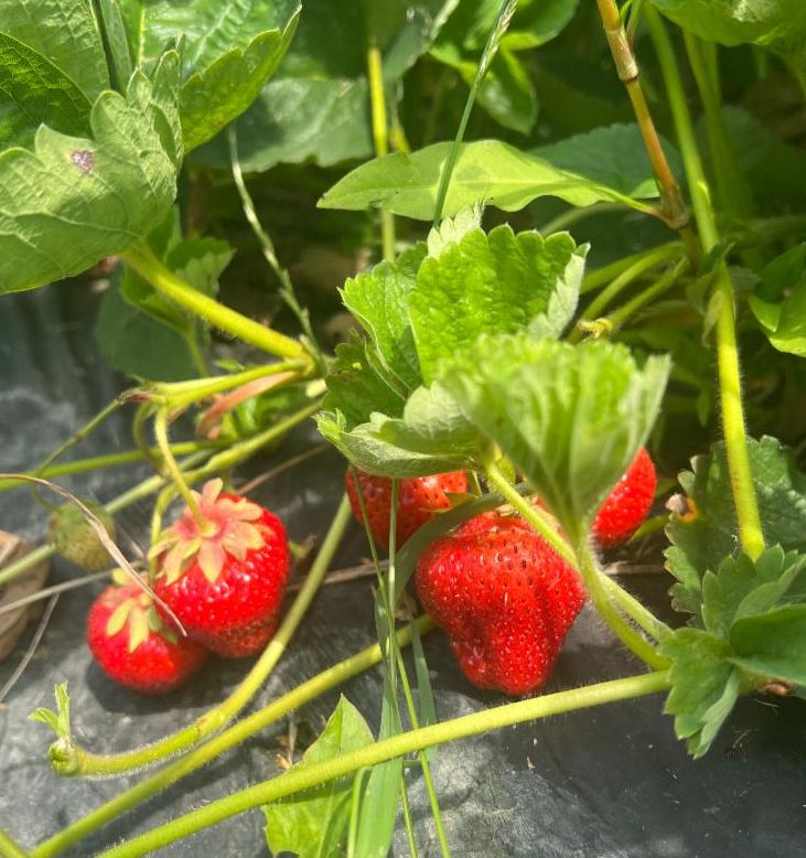 Strawberries at Bradbury Mountain Berry Farm