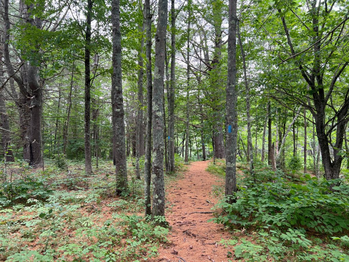 Warbler Trail