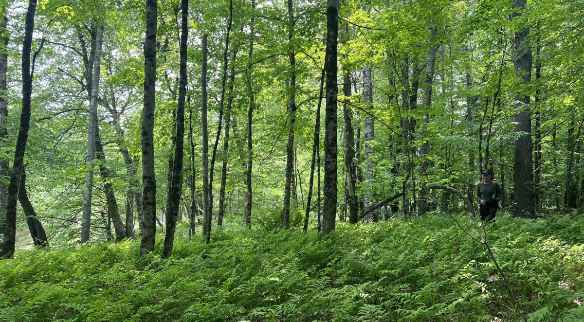 Fern understory at Dunn's Depot Trail