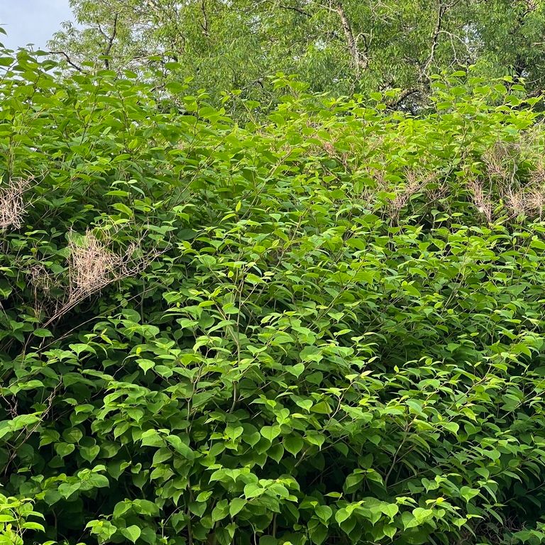 Japanese knotweed
