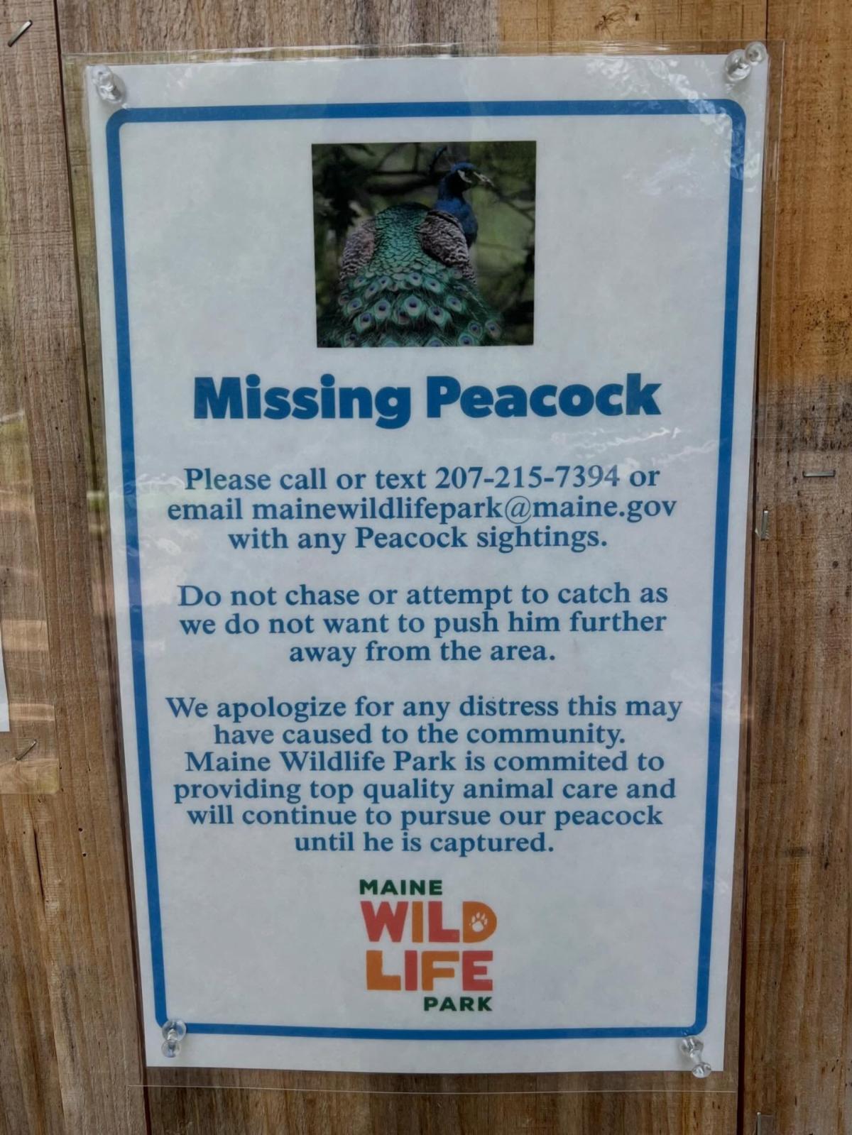Missing Peacock flyer