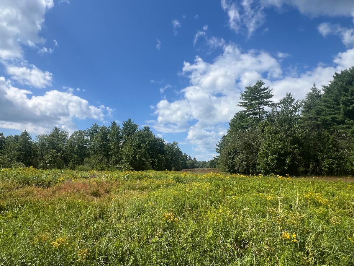 Field at Dédəbonsagk Preserve