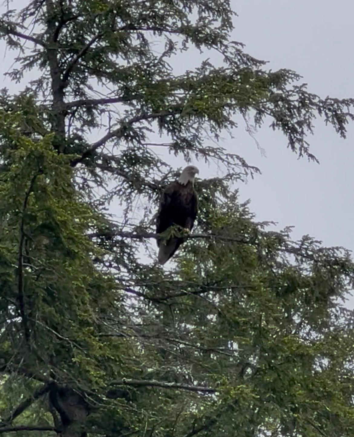 Bald eagle