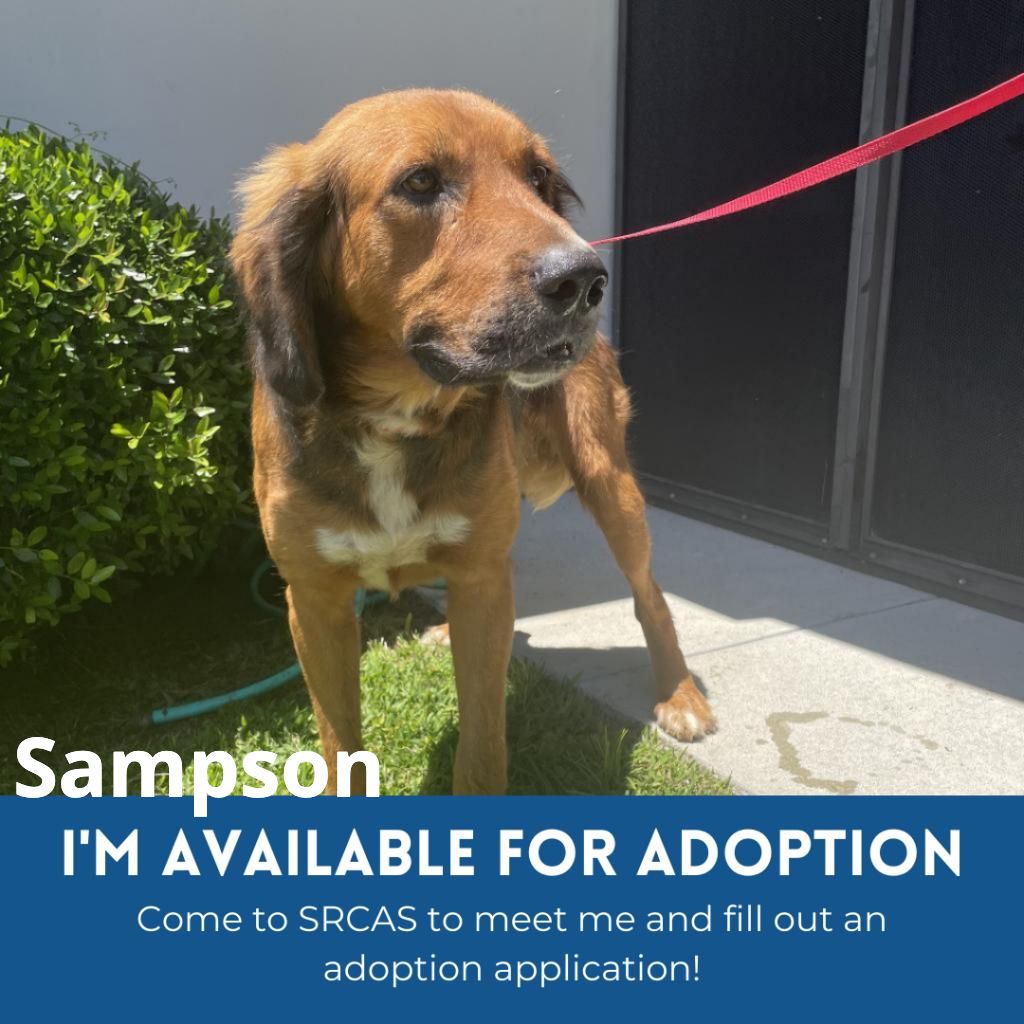 Photo of Sampson the dog available for adoption at the Santa Rosa County Animal Shelter. He is a medium-sized dog with a light brown fur and fluffy ears.