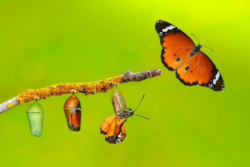 Amazing moment . caterpillar_ Large tropical butterfly hatch from the pupa_ and emerging with clipping path. Concept transformation of Butterfly