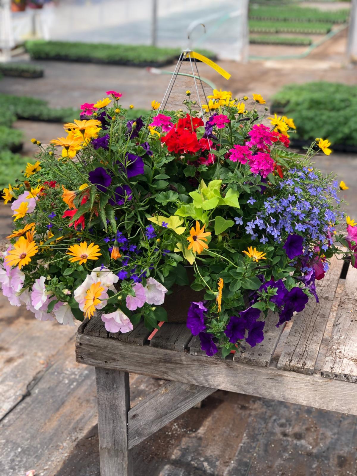Beautiful Mixed Baskets The Greenery Garden Centre