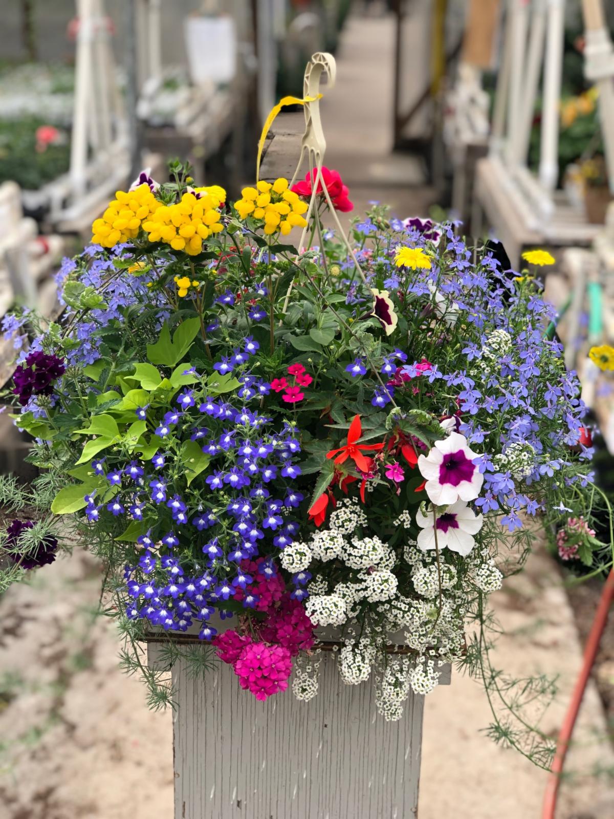 Beautiful Mixed Baskets The Greenery Garden Centre