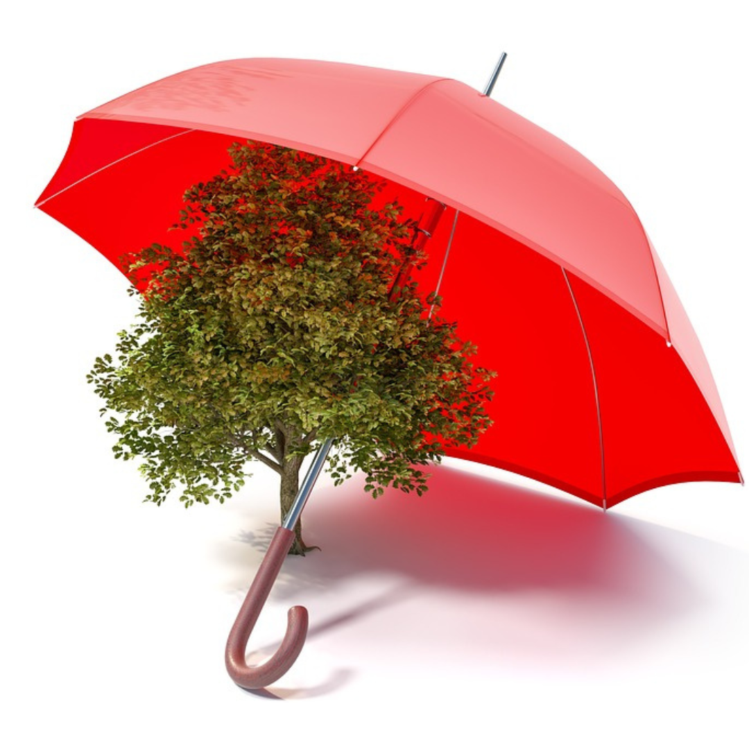 A tree is sheltered by a giant red umbrella.