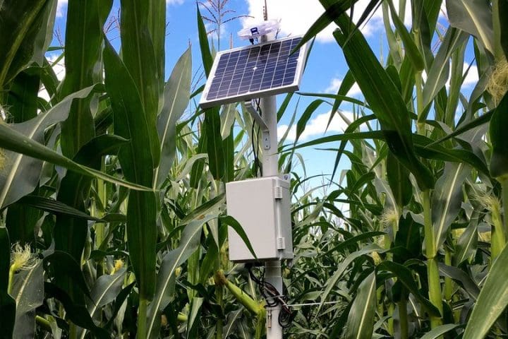 Photo of a sensor in a corn field
