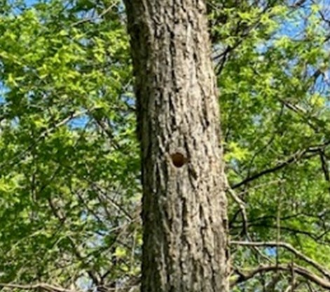tree with woodpecker hole