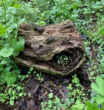 tree looks like a frog