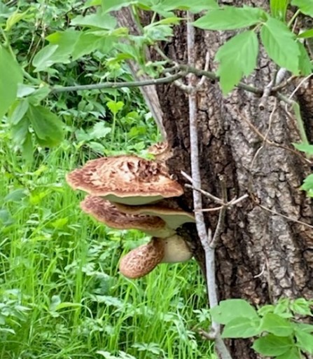 tree with mushrooms