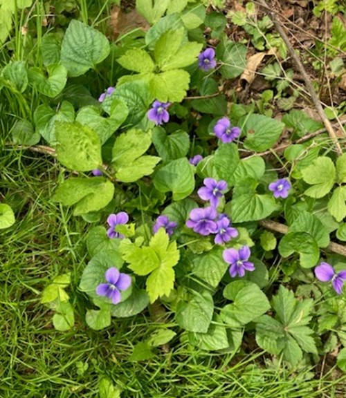 violets