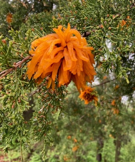 pine tree fungus