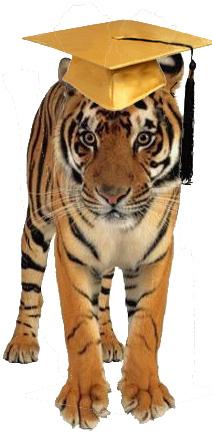 grad tiger.jpg