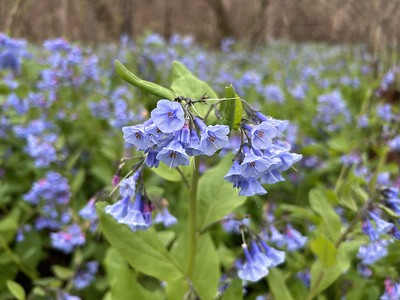 Bluebells at Shenandoah River State Park