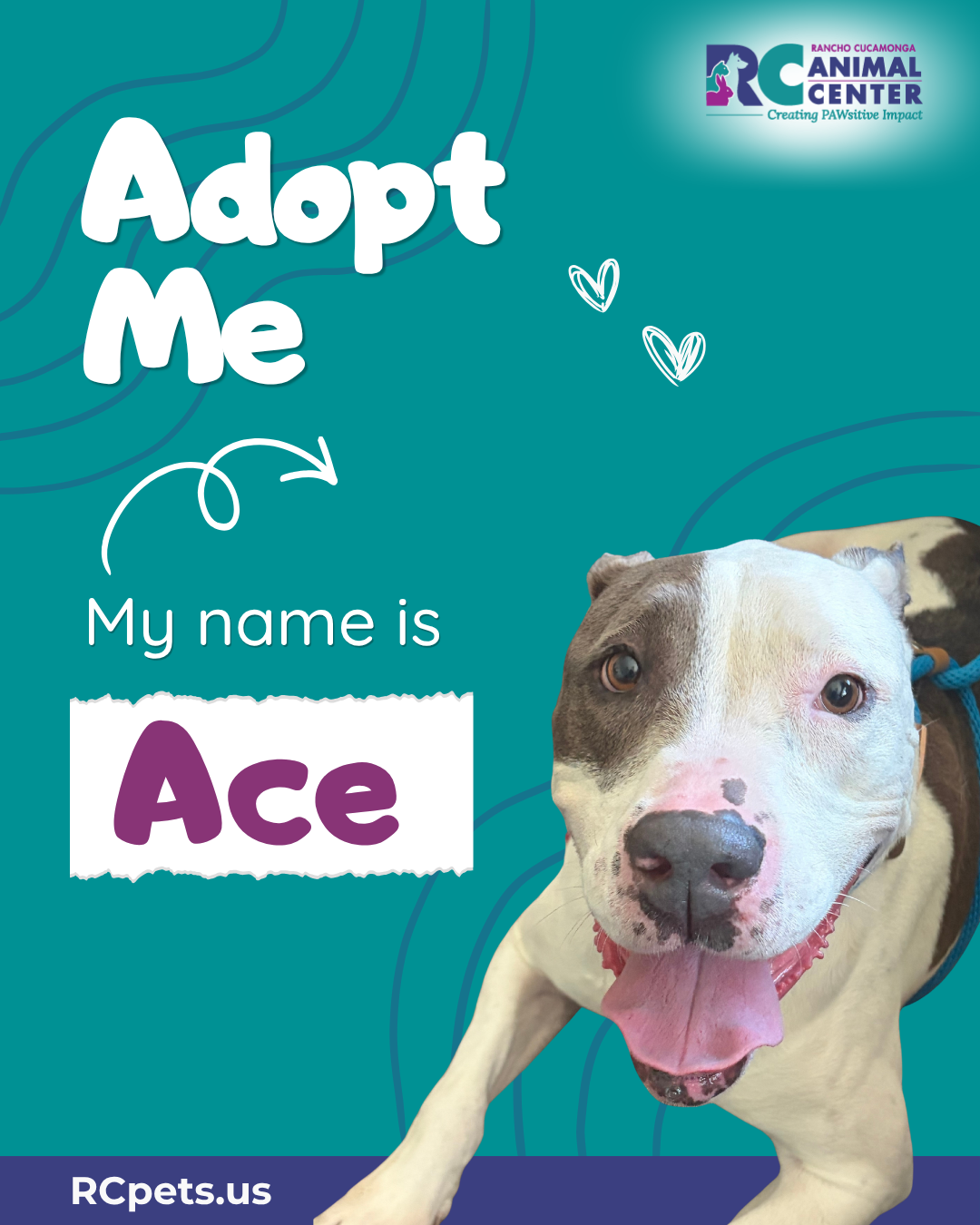 Promotional graphic from the Rancho Cucamonga Animal Center featuring a smiling gray-and-white dog named Ace. Text reads: "Adopt Me. My name is Ace." The Rancho Cucamonga Animal Center logo appears at the top, and RCpets.us is displayed at the bottom.