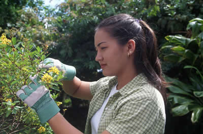 woman-trimming-hedge.jpg