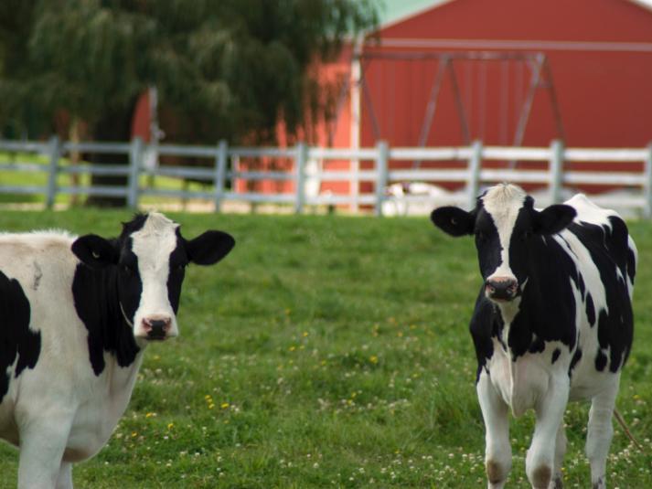 Dairy cow barn livestock