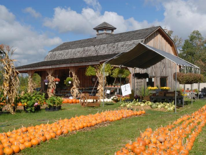 Farm Stand Pumpkins Marketing
