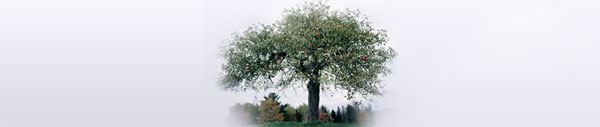 old-tree-header.jpg