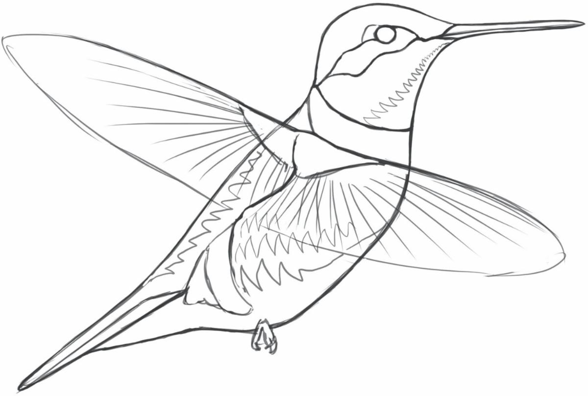 sibley_Audubon_ruby-throated_hummingbird_sketch