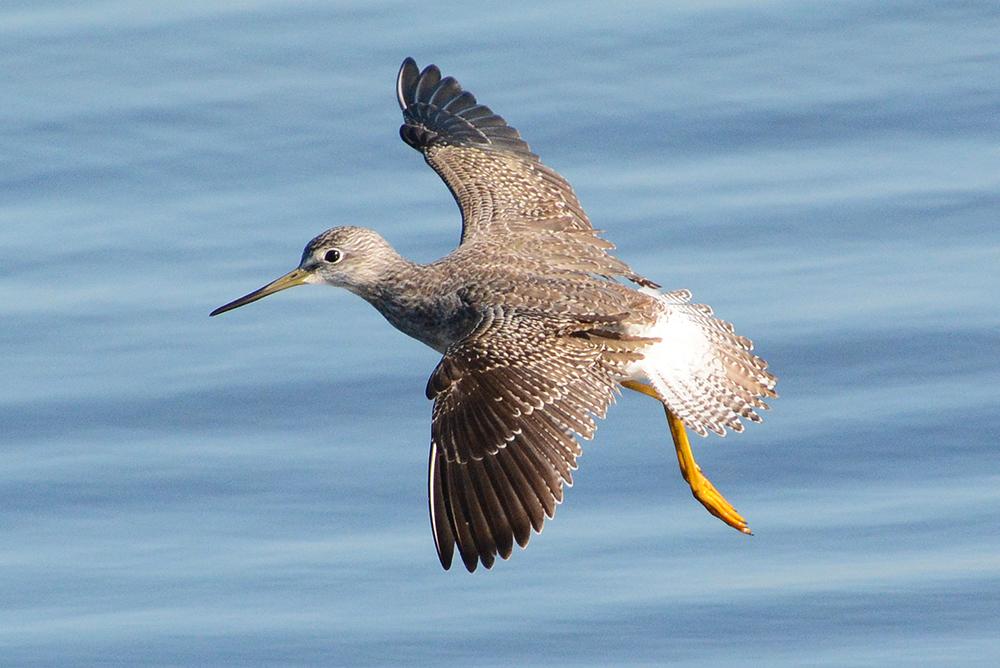 yellowlegs