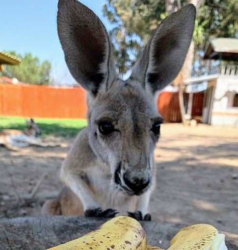 A small kangaroo with two bananas