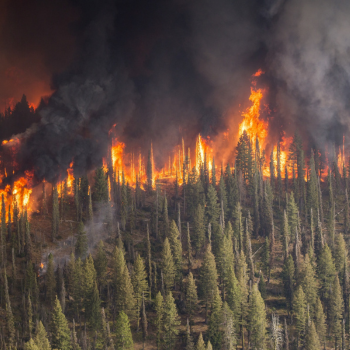 Wildfire in the woods