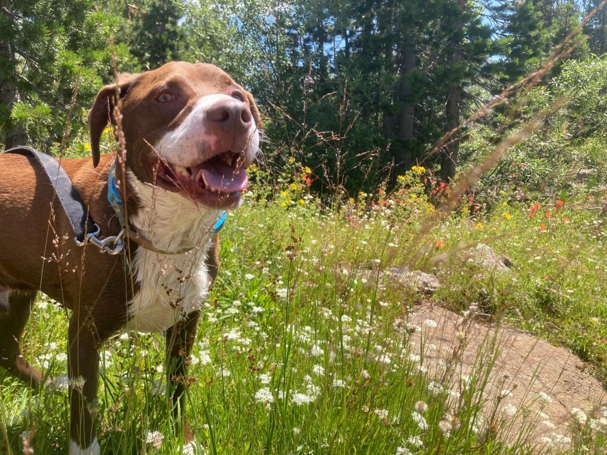 Dog in field