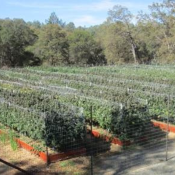 Cannabis field