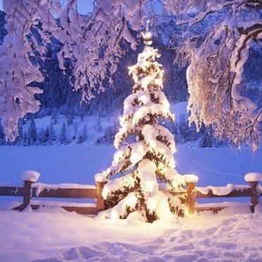 Christmas tree in the snow