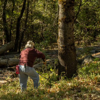 Person cutting back foliage