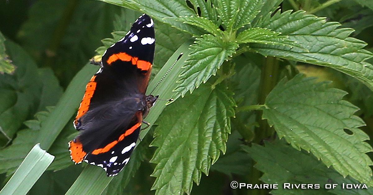 Red Admiral Butterfly on Nettles Its Host Plant - Moore Park in Ames