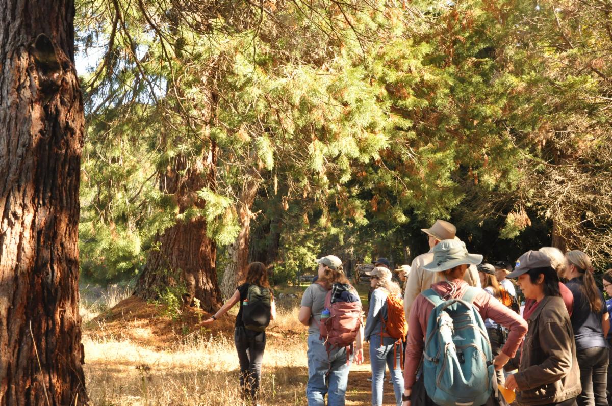 Participants in forest stewardship workshop head into the woods