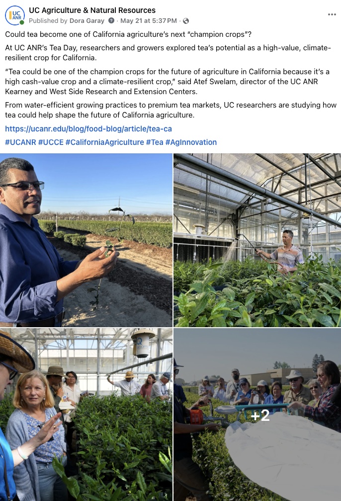 Facebook post with images from Kearney REC Tea Day accompanying a link to a story about tea growing in California