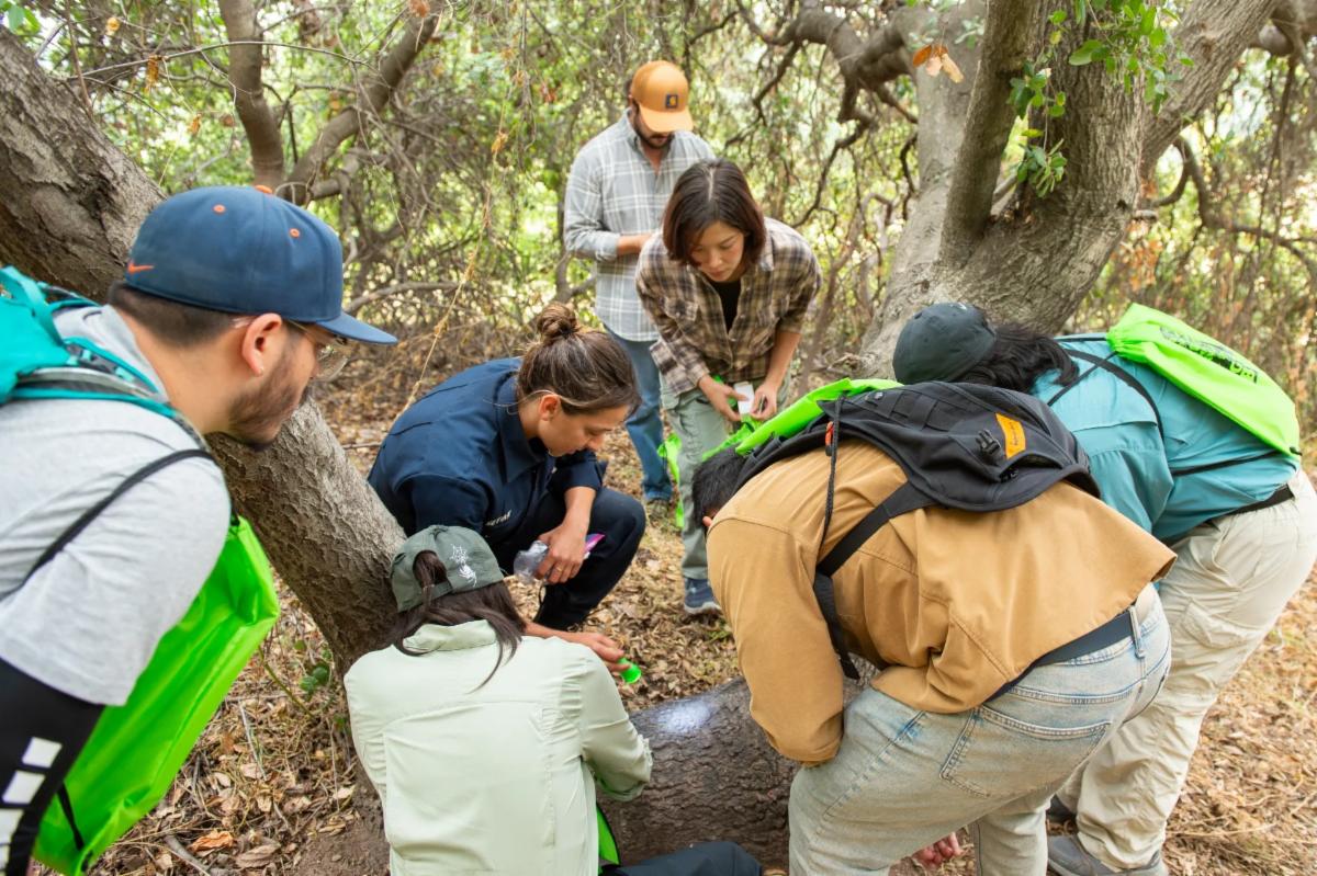 Group of people look on the ground, toward a flashlight spot, amidst woods as they look for signs of a beetle