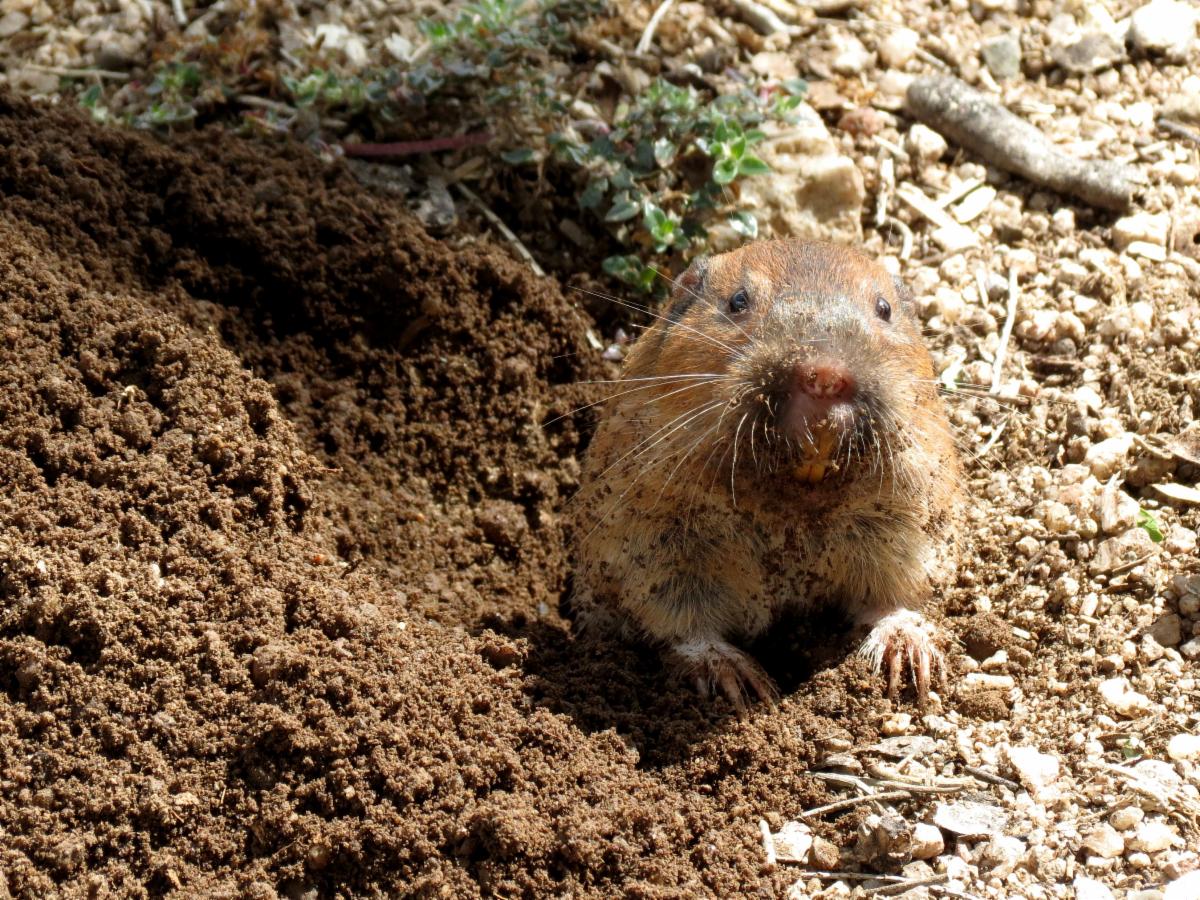 Texas Canyon - Botta's Pocket Gopher 2 by Katja Schulz, licensed under CC BY 2.0