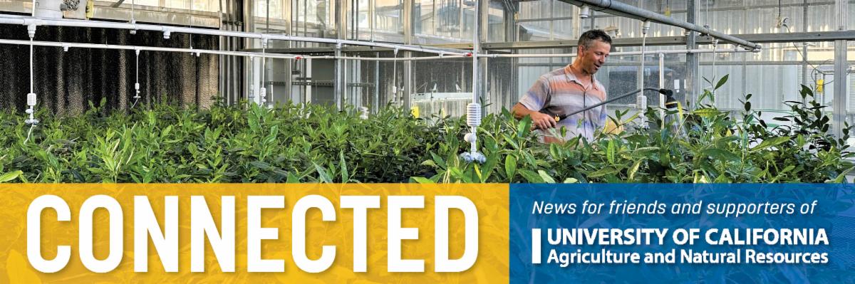Man uses a sprinkler head to water tea plants in a greenhouse