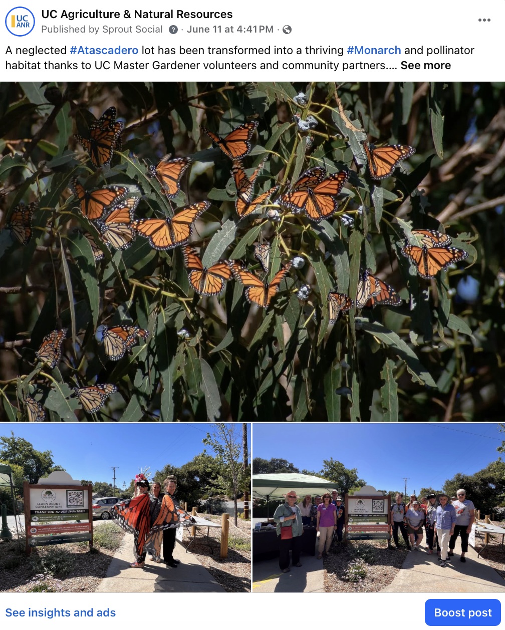 Facebook post showing monarch butterflies clustered on a tree and volunteers celebrating the opening of a new butterfly and pollinator garden
