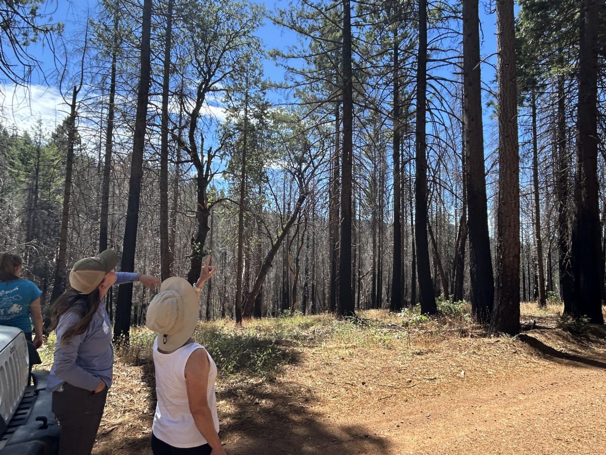 Post-Fire Forest Resilience workshop participants point up at trees during a field trip to the Caldor fire footprint