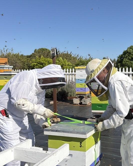 Two beekeepers in protective gear bend at the waist to check on their bees