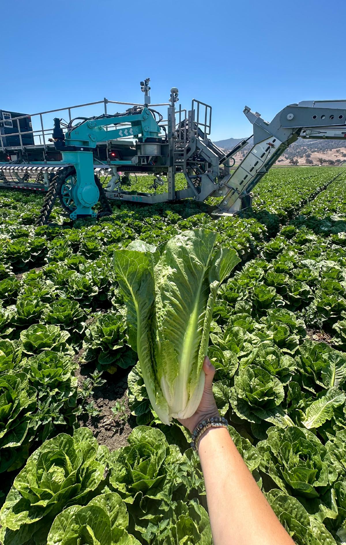 Hand holds lettuce in foreground as ag tech equipment works in the field in background