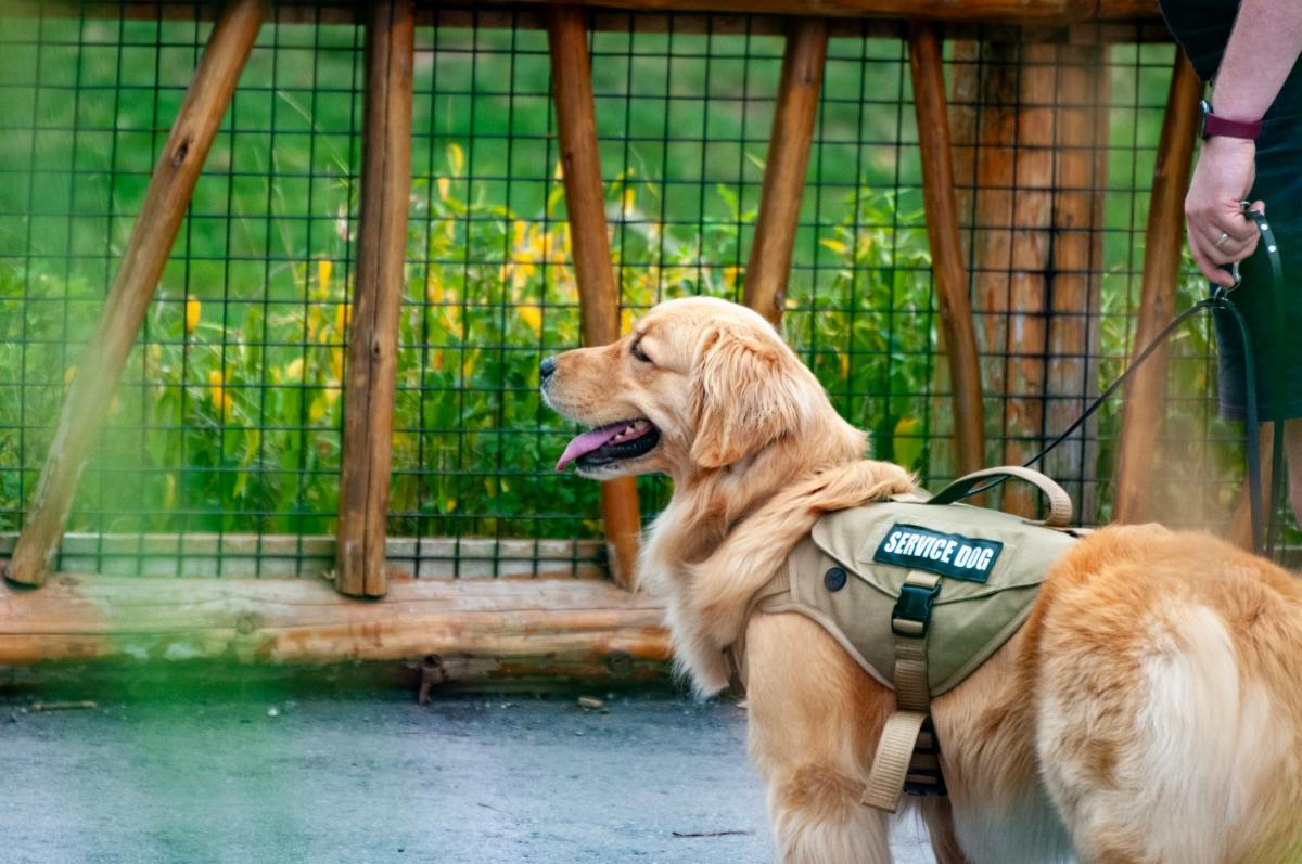 Dog with a service dog vest stands next to its person by a fence with yellow flowers and grass on the other side