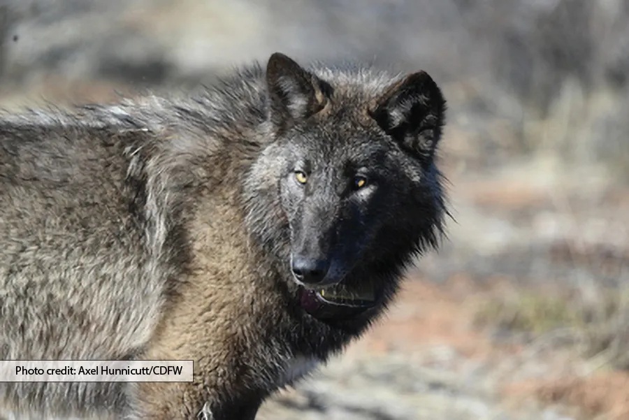 Wolf with dark gray and black fur turns its head to look toward the camera